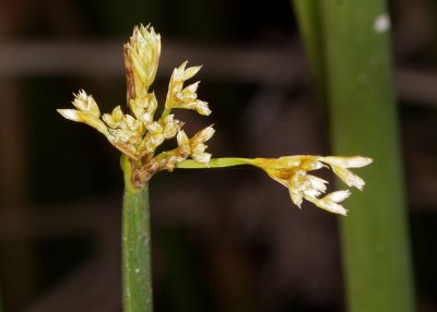 Three Square (rush) (Schoenoplectus pungens longispicatus)