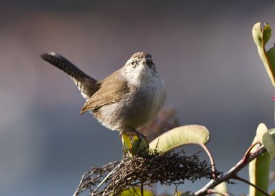 Bewick's Wren