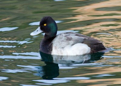 Greater Scaup