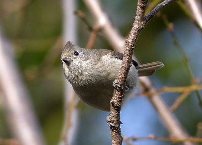 Oak Titmouse