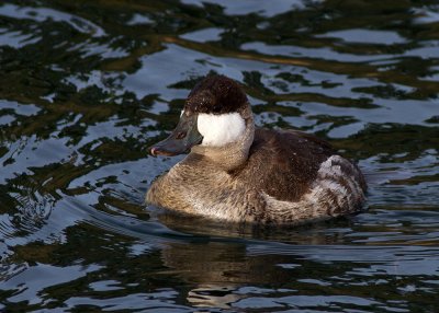 Ruddy Duck