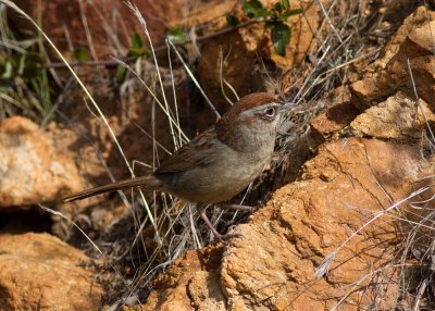 Rufous-crowned Sparow