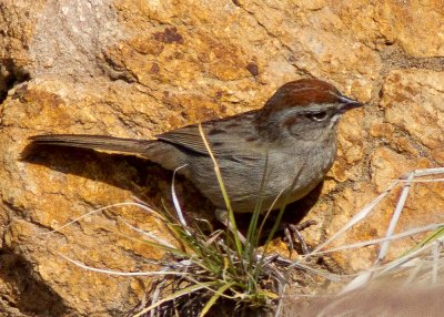 Rufous-crowned Sparow