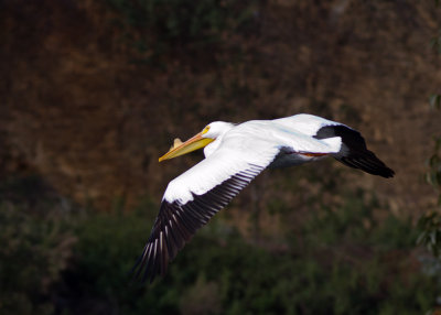 White Pelican