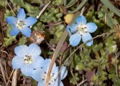 Baby Blue Eyes (Nemophila menziesii)