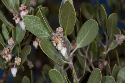 Eastwood Manzanita (Arctostaphylos glandulosa)