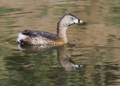 Pied-billed Grebe