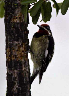 Red-naped Sapsucker