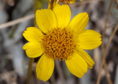 Brittlebush (Encelia farinosa)