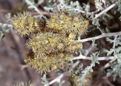 Burro Bush ( Ambrosia dumosa)