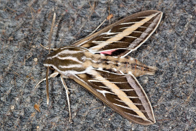 White-lined Sphnix Caterpillar  (Hyles lineata)