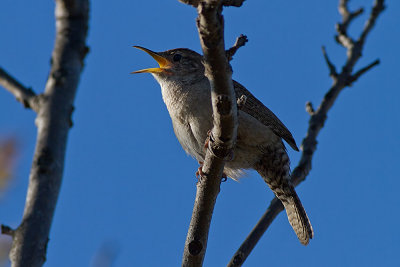 House Wren