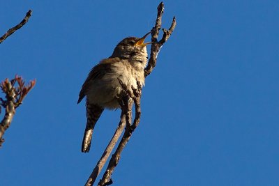 House Wren