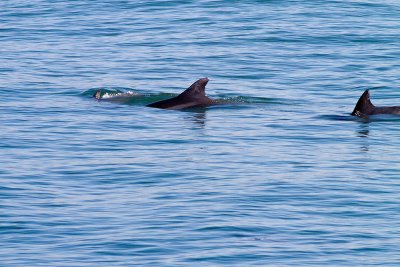 Bottelnose Dolphin