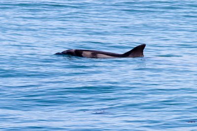 Bottelnose Dolphin