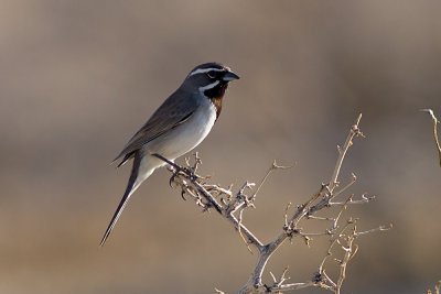 Black-thoated Sparrow