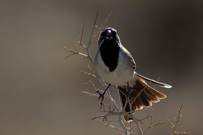 Black-thoated Sparrow