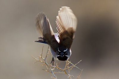 Black-throated Sparrow