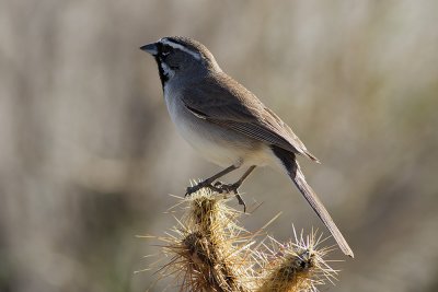 Black-thoated Sparrow