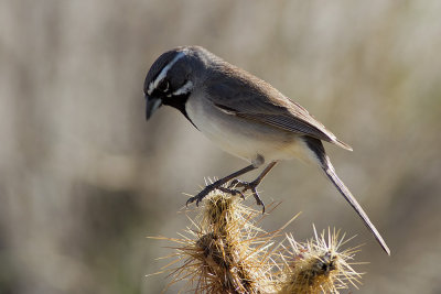 Black-thoated Sparrow