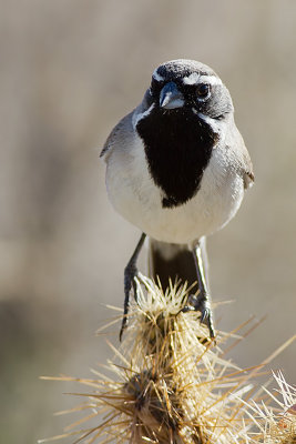 Black-thoated Sparrow