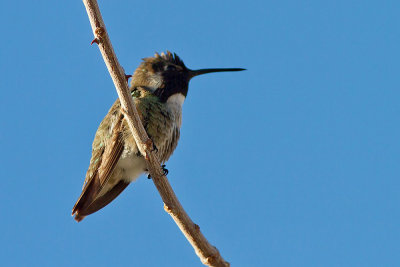 Costa's Hummingbird