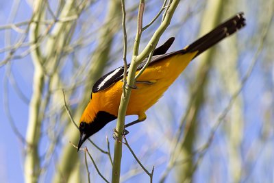 Hooded Oriole