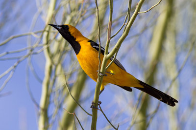 Hooded Oriole