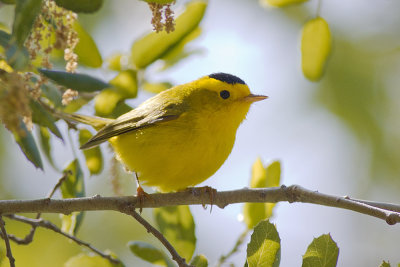 Wilson's Warbler