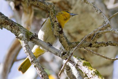 Hooded Oriole