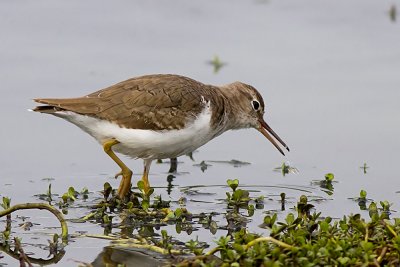 Spotted Sandpiper