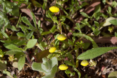 Brass Buttons (Cotula coronopifolia)
