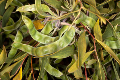 Red-eye Acacia (Acacia cyclops)