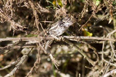 Western Fence LIzard