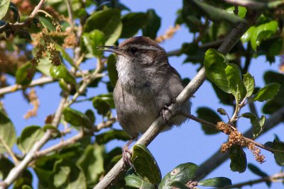 Bewick's Wren