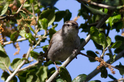 Bewick's Wren