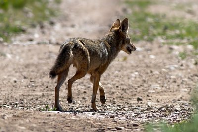 Coyote
