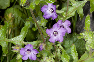 Fiesta Flower (Pholistoma auritum)