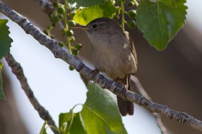 House Wren