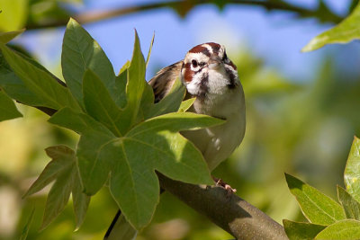 American Lark Sparrow