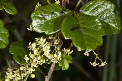 Poison-Oak (Toxicodendron diversilobum)