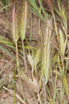 Hare Barley (Hordeum murinum leporinum)