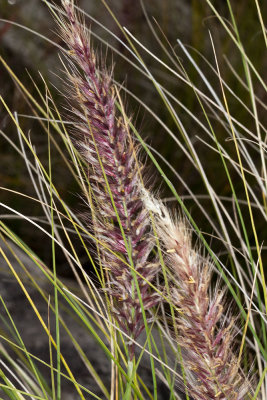 African Fountain Grass (Penniset setaceum)