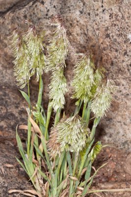 Golden-top Grass(Lamarckia aurea)