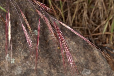 Purple Needle Grass (Nassella pulchra)
