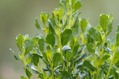 Coyote Bush (Baccharis  pilularis)