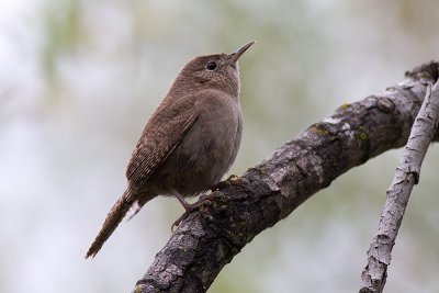 House Wren