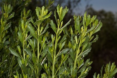 Coyote Bush (Baccharis  pilularis)