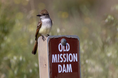 Ash-throated Flycatcher