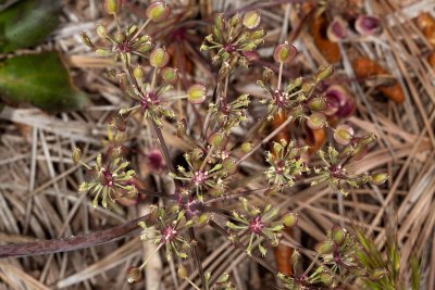 Shiny Lomatium (Lomatium lucidum)